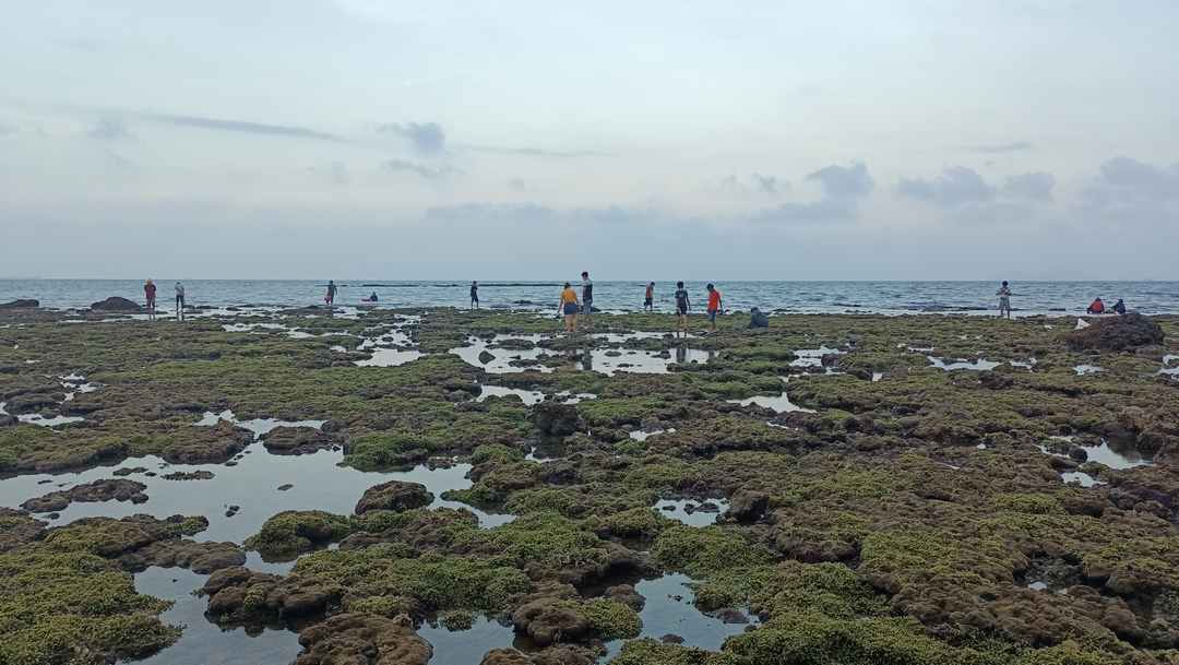 Ốc xà cừ sống ở vùng dưới triều, đáy cứng nơi có rong rêu biển bám vào