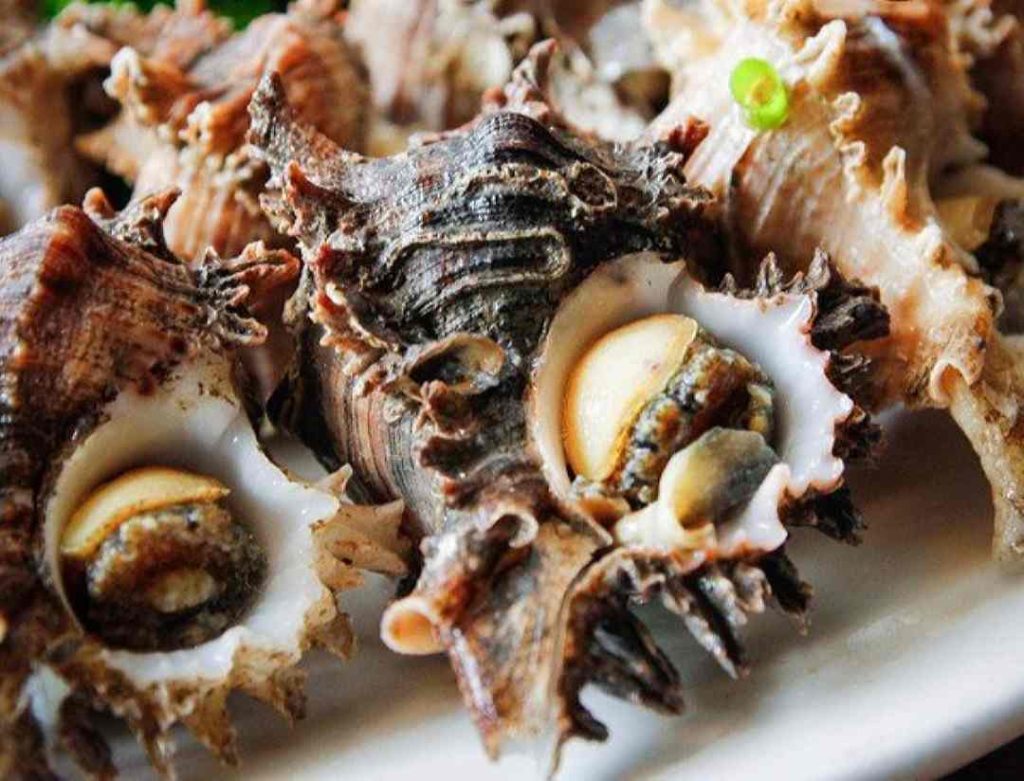 Ốc sư tử - Loài ốc đặc biệt từ tên gọi cho đến ngoại hình